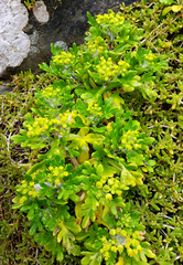 Senecio sterquilinus