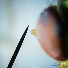 Amblypsilopus variegatus