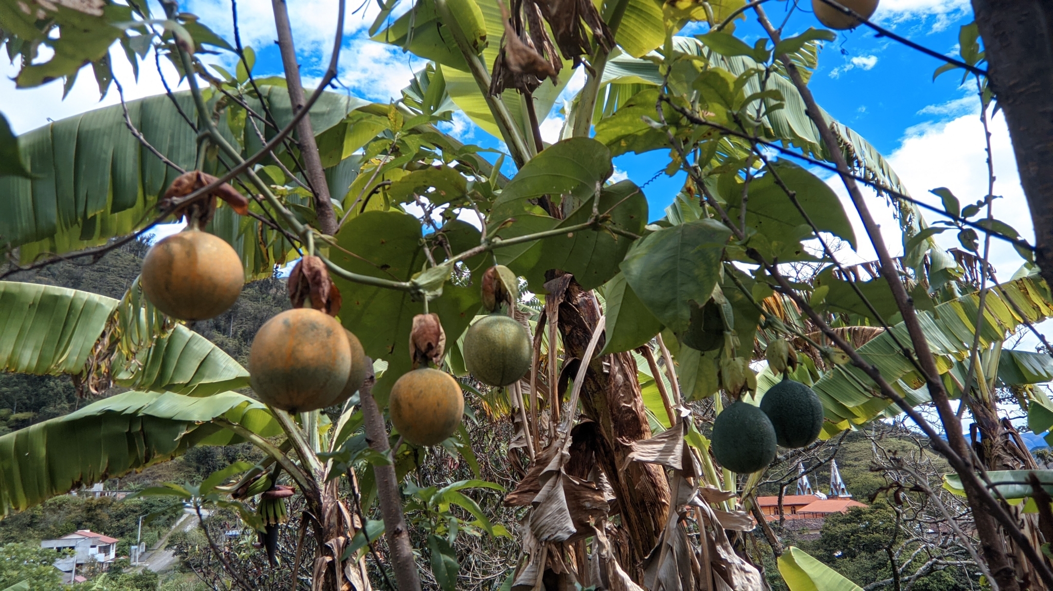 Passiflora ligularis image