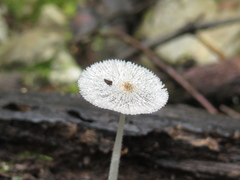 Lanatulae