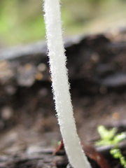 Lanatulae