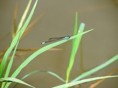 Acanthagrion quadratum