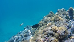 Caribbean Bluehead Wrasse