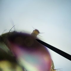 Amblypsilopus psittacinus