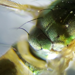 Amblypsilopus psittacinus