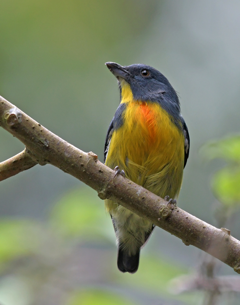 Yellow-rumped Flowerpecker photo