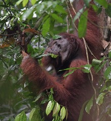 Pongo pygmaeus