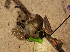 Natalina cafra