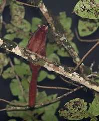 Aeromys thomasi