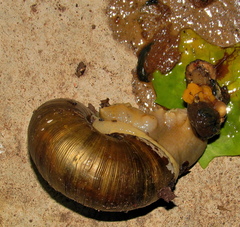 Natalina cafra
