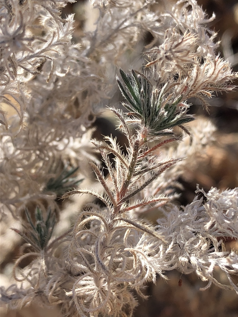 Antiphytum peninsulare