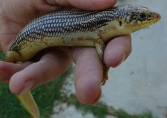 Plestiodon obsoletus