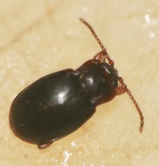 Lycoperdina ferruginea