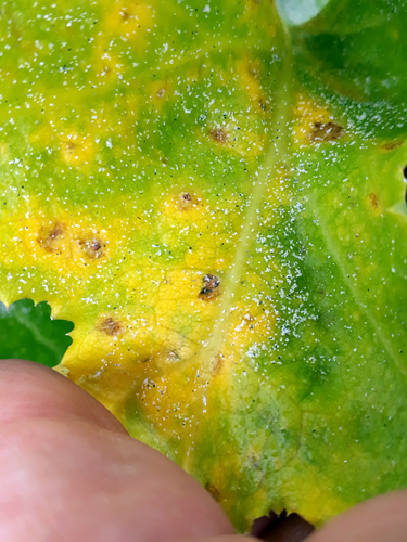 Puccinia embergeriae image