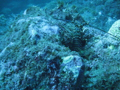 Panulirus inflatus