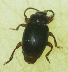 Lycoperdina ferruginea
