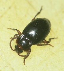 Lycoperdina ferruginea