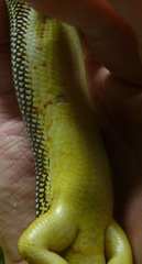 Plestiodon obsoletus