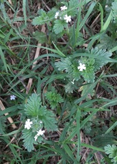 Glandularia quadrangulata