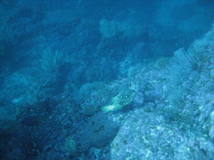 Epinephelus labriformis