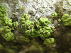 Botryolepraria lesdainii