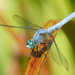 Blue Dasher - Photo (c) Cameron Eckert, some rights reserved (CC BY-NC), uploaded by Cameron Eckert