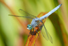 Blue Dasher - Photo (c) Cameron Eckert, some rights reserved (CC BY-NC), uploaded by Cameron Eckert