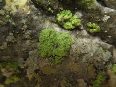 Botryolepraria lesdainii