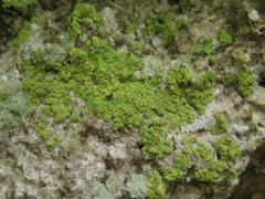 Botryolepraria lesdainii