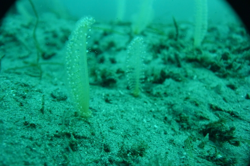 Virgulariidae