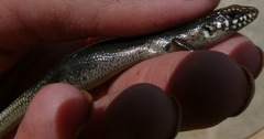 Plestiodon obsoletus