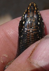 Plestiodon obsoletus