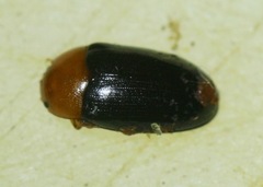 Triplax thoracica