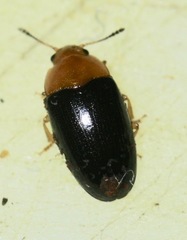Triplax thoracica