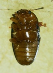 Triplax thoracica