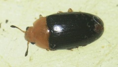 Triplax thoracica