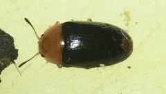 Triplax thoracica