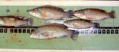 Tautogolabrus adspersus