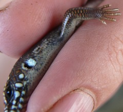 Plestiodon obsoletus