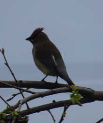 Bombycilla cedrorum