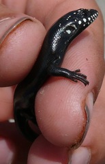 Plestiodon obsoletus