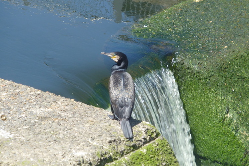 Cormorán grande (Phalacrocorax carbo)