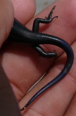 Plestiodon obsoletus