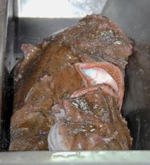 Lophius americanus