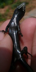 Plestiodon obsoletus