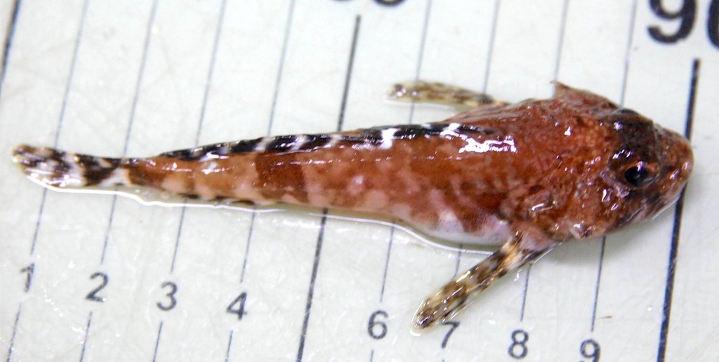 Atlantic Hook-Ear Sculpin