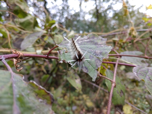Schaus' Tussock Moth photo 4