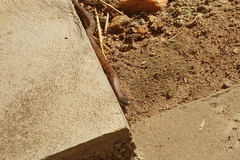 Notechis scutatus scutatus