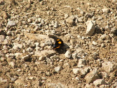 Catonephele numilia esite