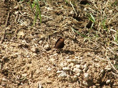 Catonephele numilia esite